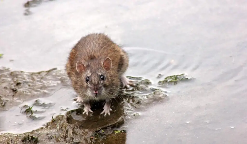 Beady-eyed rat