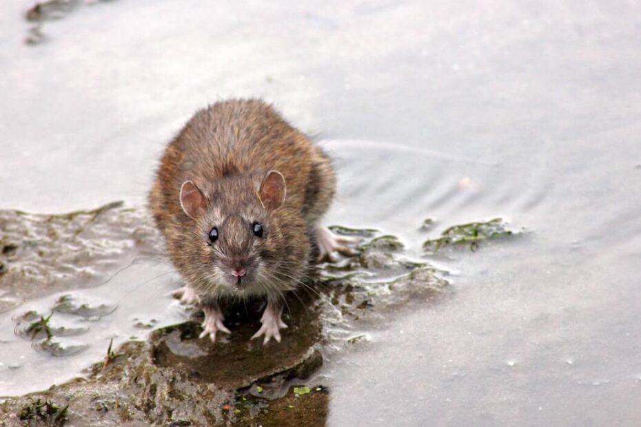 Beady-eyed rat