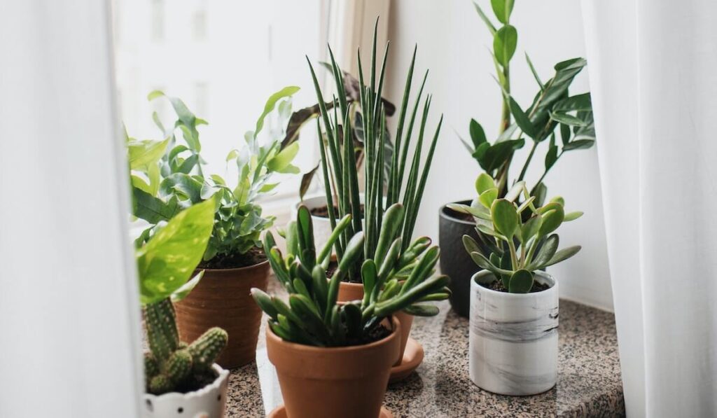 Potted Succulents Clean the Air in a Home