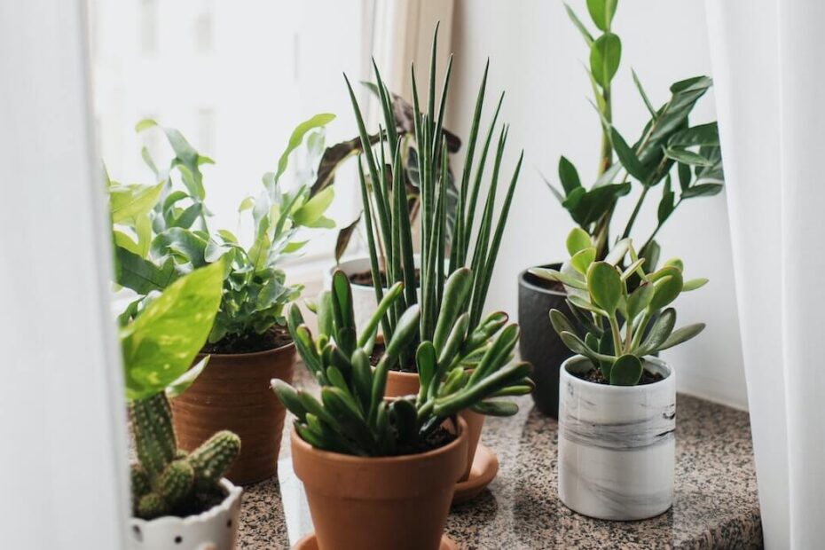 Potted Succulents Clean the Air in a Home
