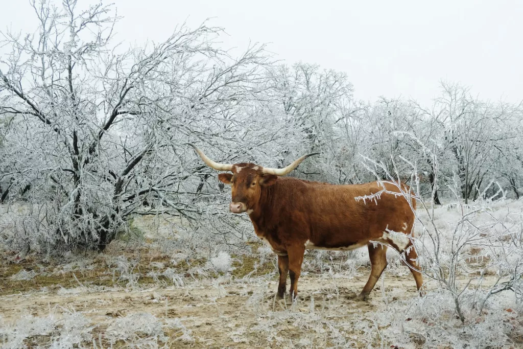 Winter in Texas - a longhorn in the snow 2